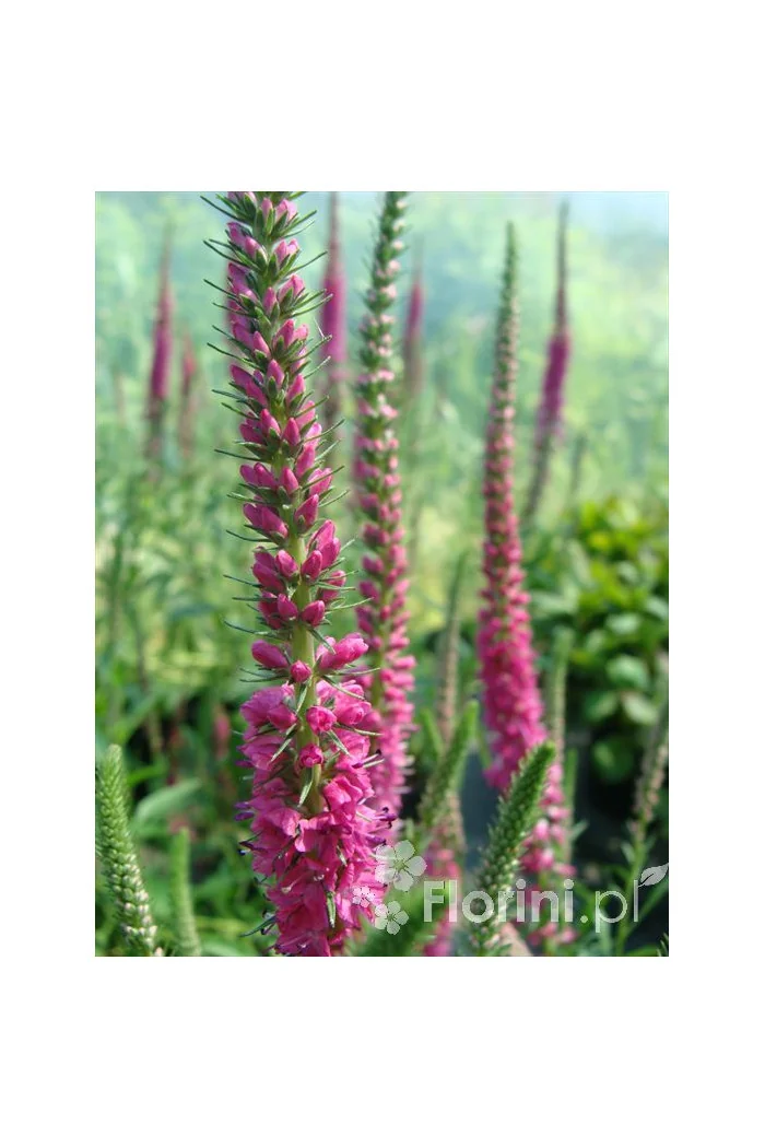 Przetacznik 'Red Fox' Veronica spicata