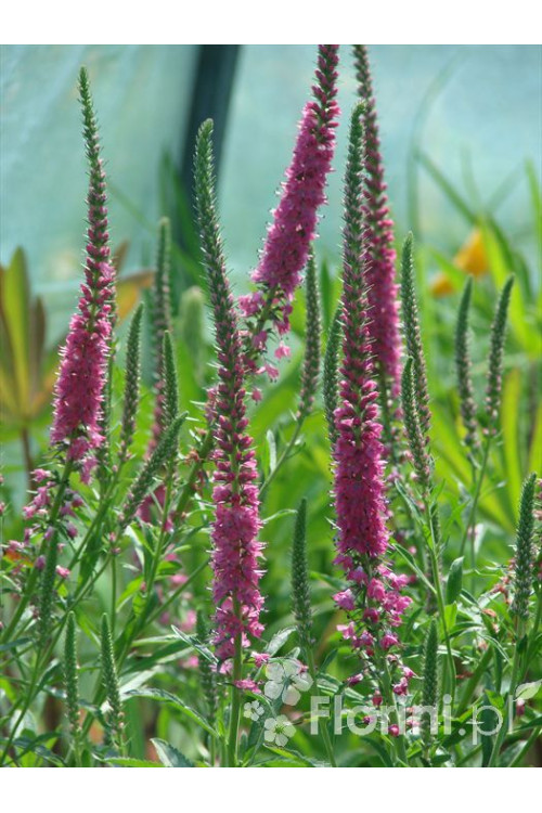 Przetacznik 'Red Fox' Veronica spicata