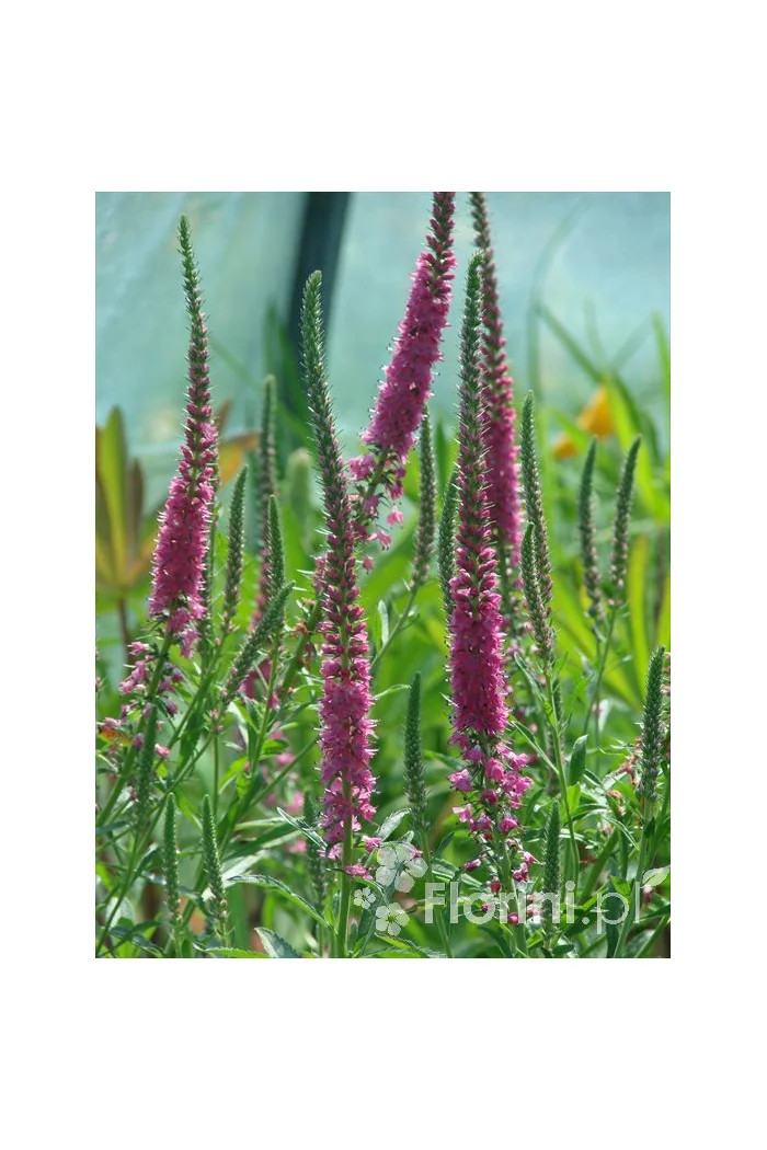 Przetacznik 'Red Fox' Veronica spicata