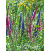 Przetacznik 'Red Fox' Veronica spicata