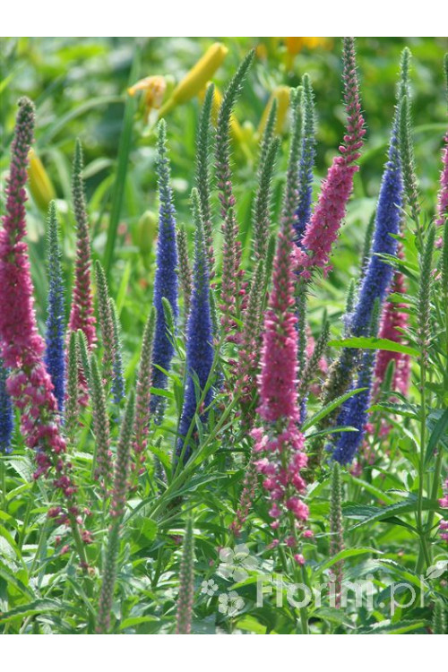 Przetacznik 'Red Fox' Veronica spicata