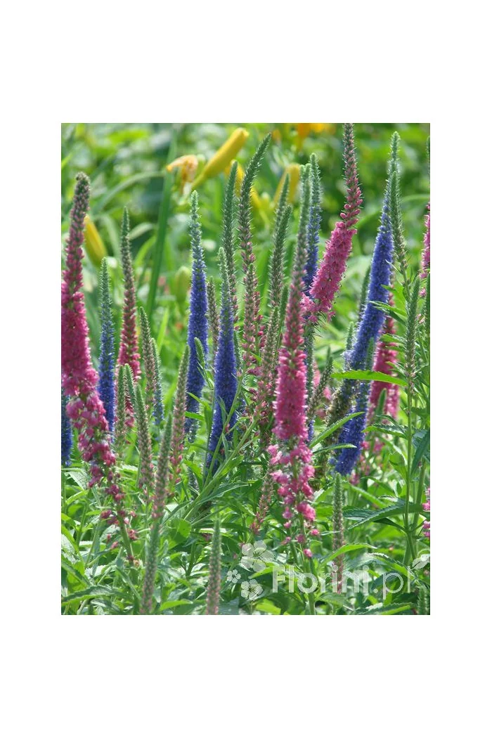 Przetacznik 'Red Fox' Veronica spicata