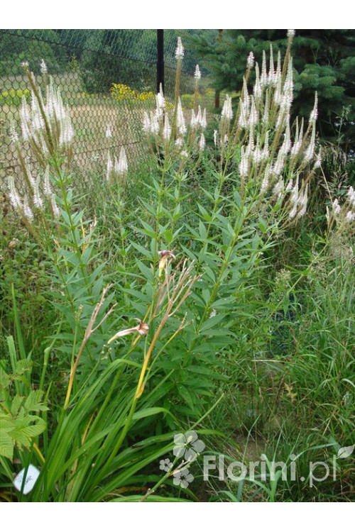 Przetacznik wirginijski 'Alba' Veronica virginica