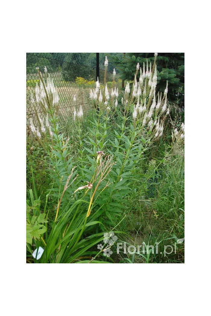 Przetacznik wirginijski 'Alba' Veronica virginica