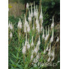 Przetacznik wirginijski 'Alba' Veronica virginica