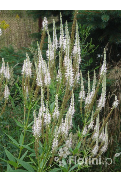 Przetacznik wirginijski 'Alba' Veronica virginica