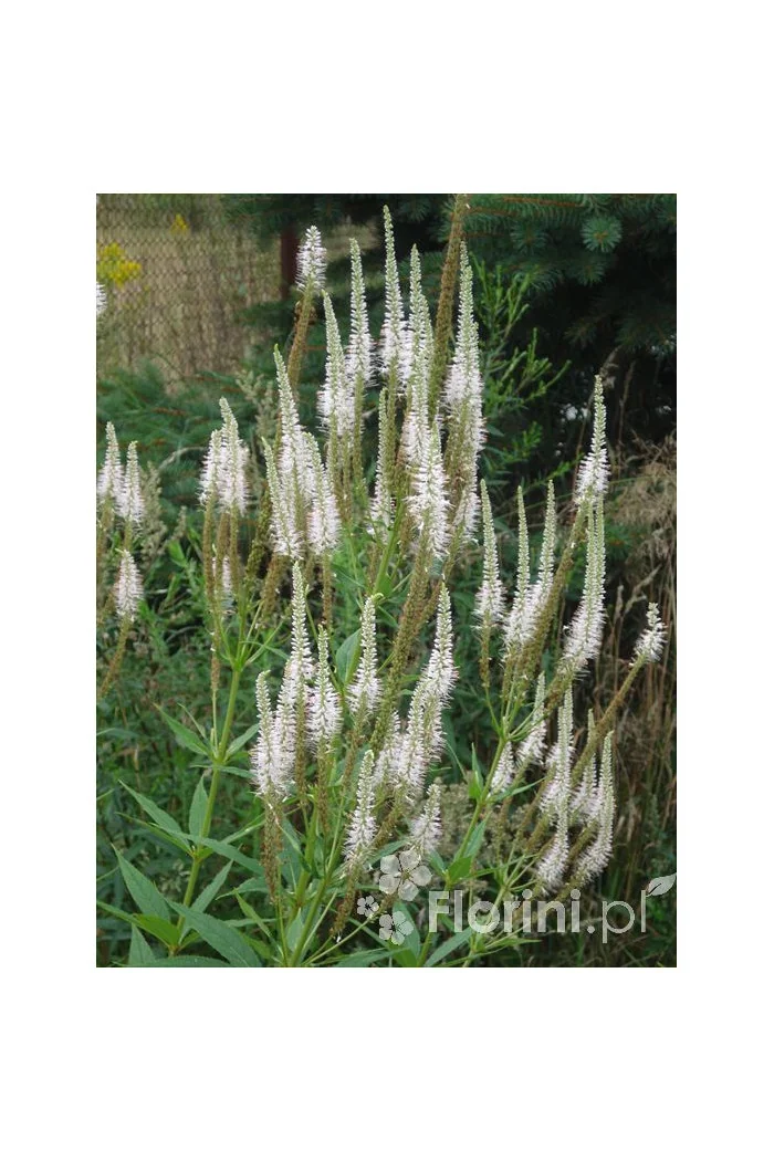 Przetacznik wirginijski 'Alba' Veronica virginica