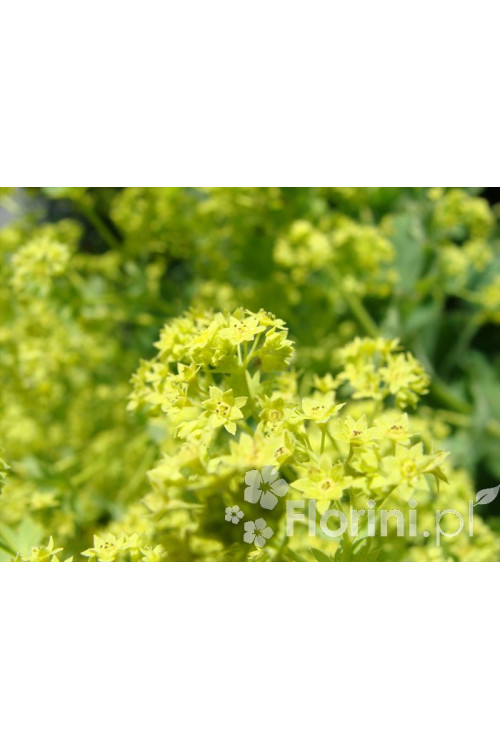 Przywrotnik ostroklapowy | Alchemilla molis