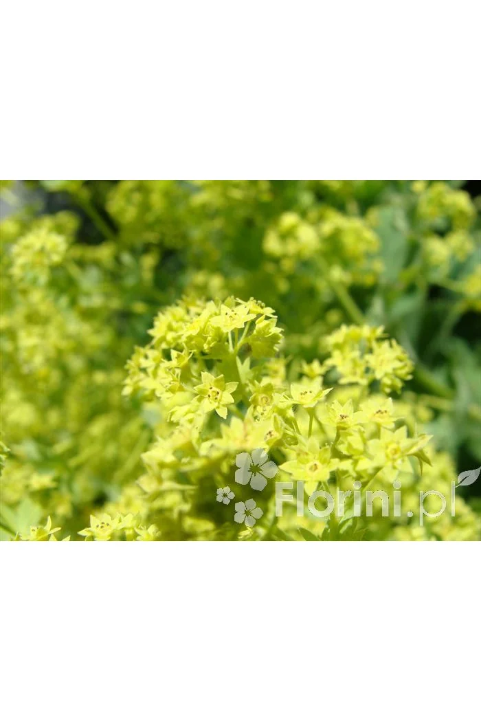 Przywrotnik ostroklapowy | Alchemilla molis