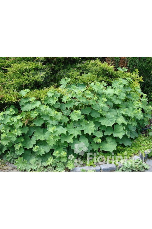 Przywrotnik ostroklapowy | Alchemilla molis