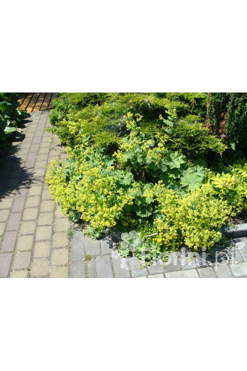 Przywrotnik ostroklapowy | Alchemilla molis