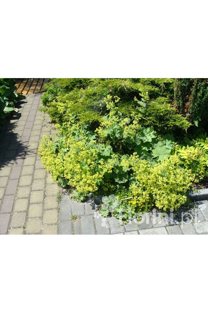 Przywrotnik ostroklapowy | Alchemilla molis