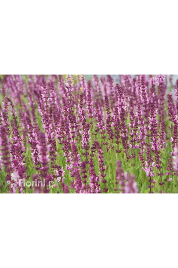 szałwia, szałwia omszona, szałwia Rose Queen