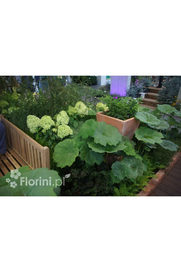 Rodgersja tarczolistna | Rodgersia tabularis