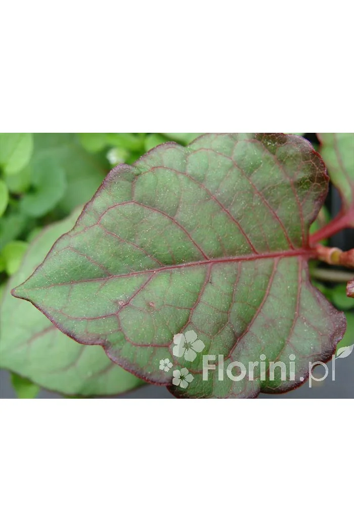 Rdestowiec ostrokończysty Reynoutria japonica