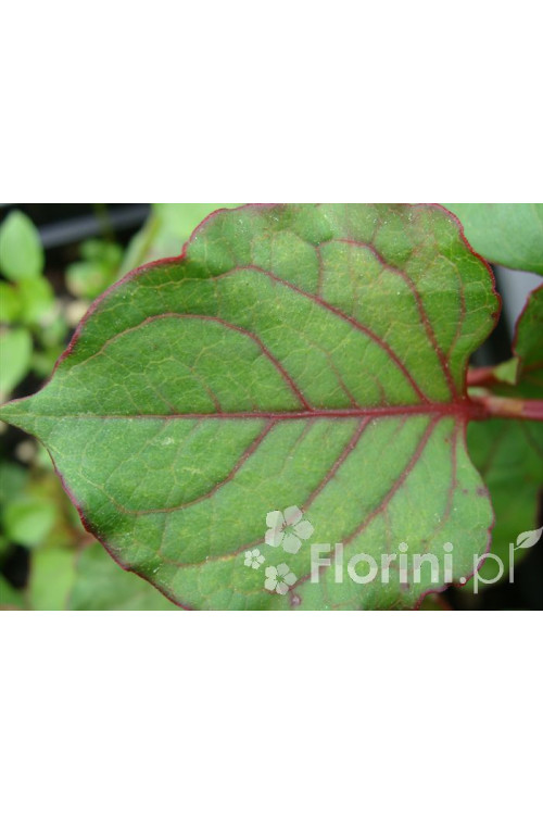 Rdestowiec ostrokończysty Reynoutria japonica