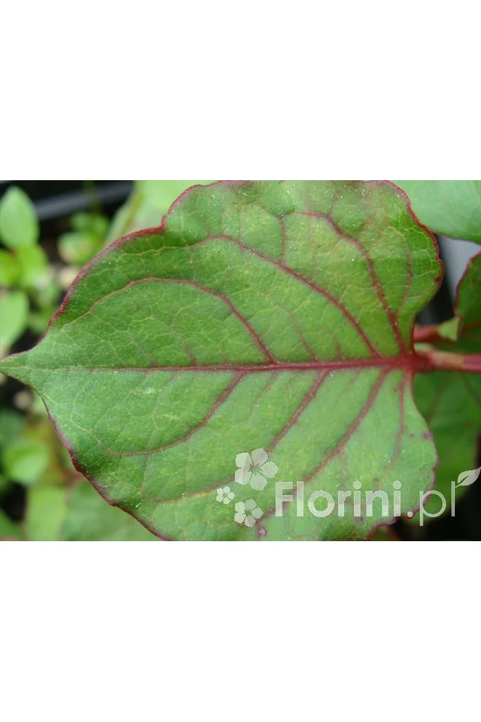 Rdestowiec ostrokończysty Reynoutria japonica