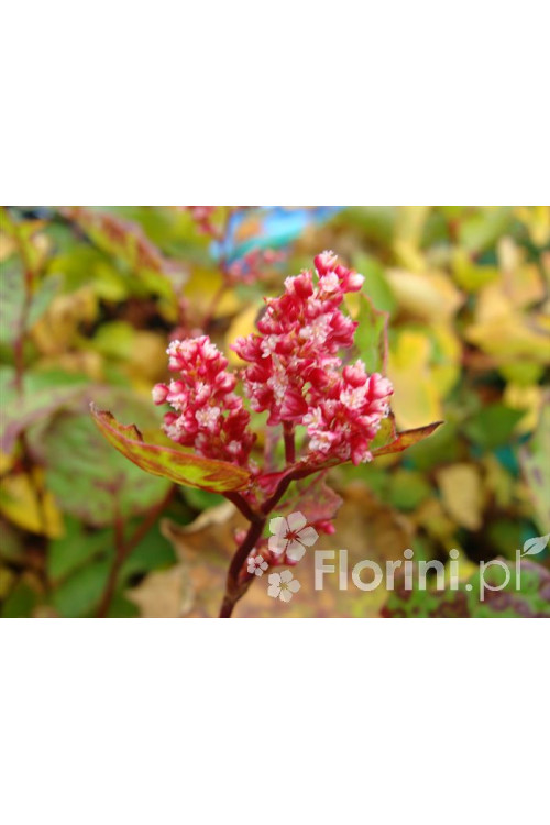 Rdestowiec ostrokończysty Reynoutria japonica