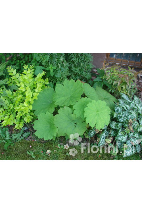 Rodgersja tarczolistna | Rodgersia tabularis