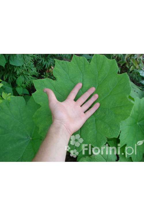 Rodgersja tarczolistna | Rodgersia tabularis