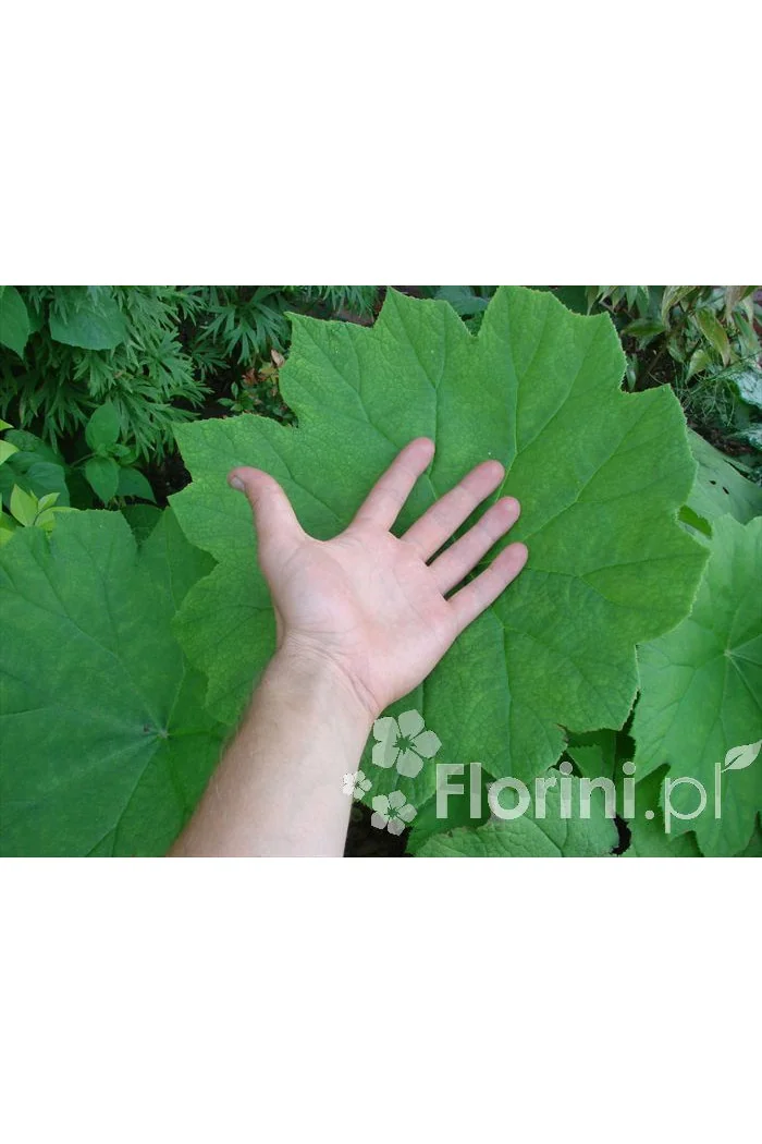 Rodgersja tarczolistna | Rodgersia tabularis