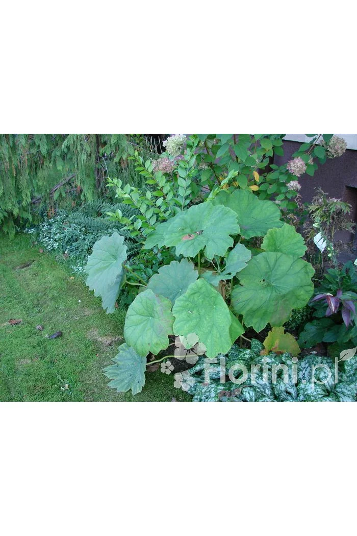 Rodgersja tarczolistna | Rodgersia tabularis