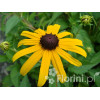 Rudbekia błyskotliwa 'Goldstrum' | Rudbeckia fulgida