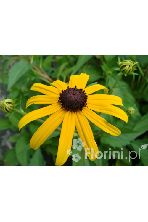 Rudbekia błyskotliwa 'Goldstrum' | Rudbeckia fulgida