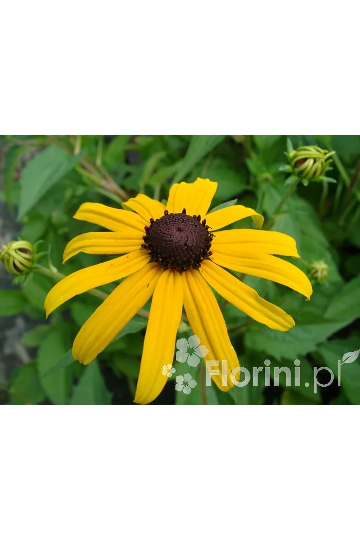 Rudbekia błyskotliwa 'Goldstrum' | Rudbeckia fulgida