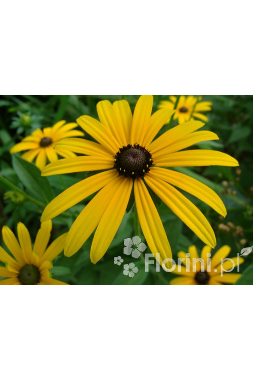 Rudbekia błyskotliwa 'Goldstrum' | Rudbeckia fulgida