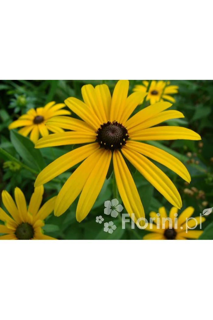 Rudbekia błyskotliwa 'Goldstrum' | Rudbeckia fulgida