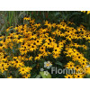 Rudbekia błyskotliwa 'Goldstrum' | Rudbeckia fulgida