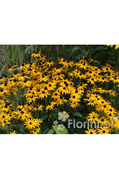 Rudbekia błyskotliwa 'Goldstrum' | Rudbeckia fulgida