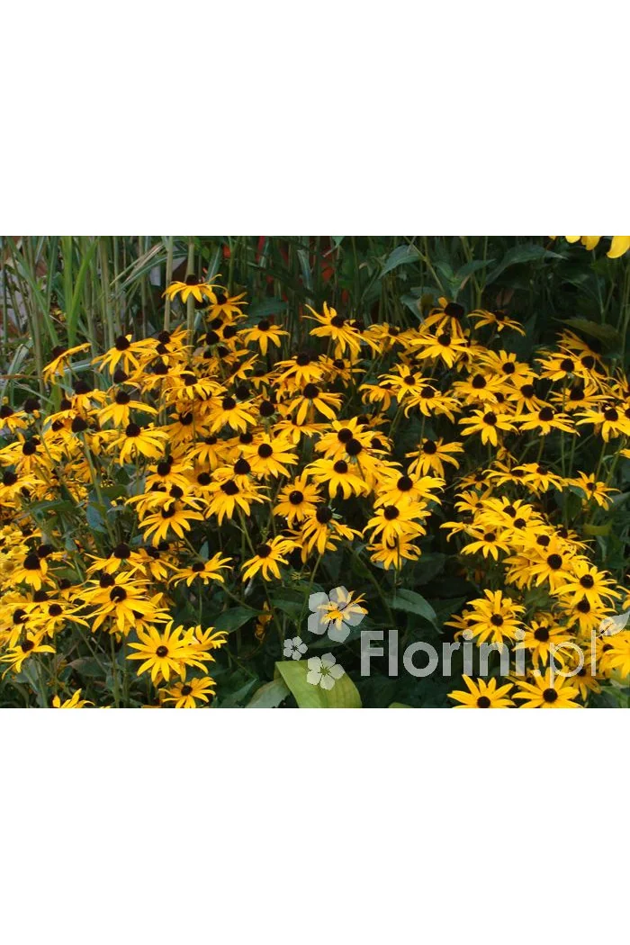 Rudbekia błyskotliwa 'Goldstrum' | Rudbeckia fulgida
