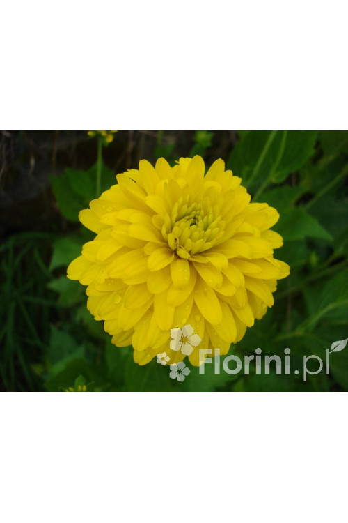 Rudbekia naga 'Goldquelle' Rudbeckia aciniata