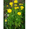 Rudbekia naga 'Goldquelle' Rudbeckia aciniata