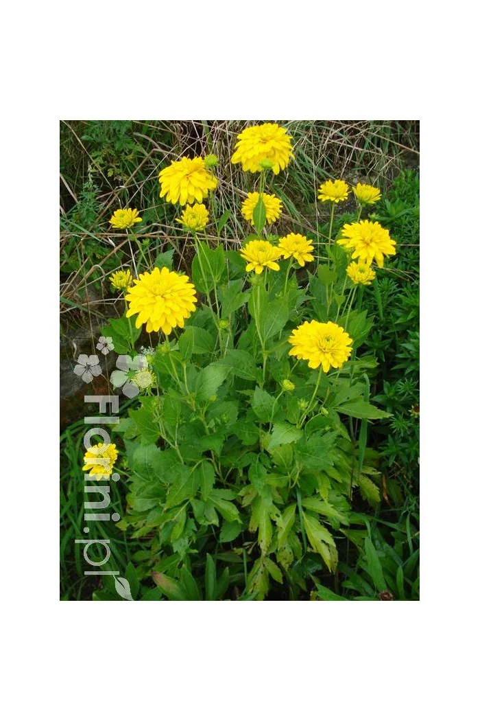 Rudbekia naga 'Goldquelle' Rudbeckia aciniata