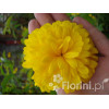 Rudbekia naga 'Goldquelle' Rudbeckia aciniata