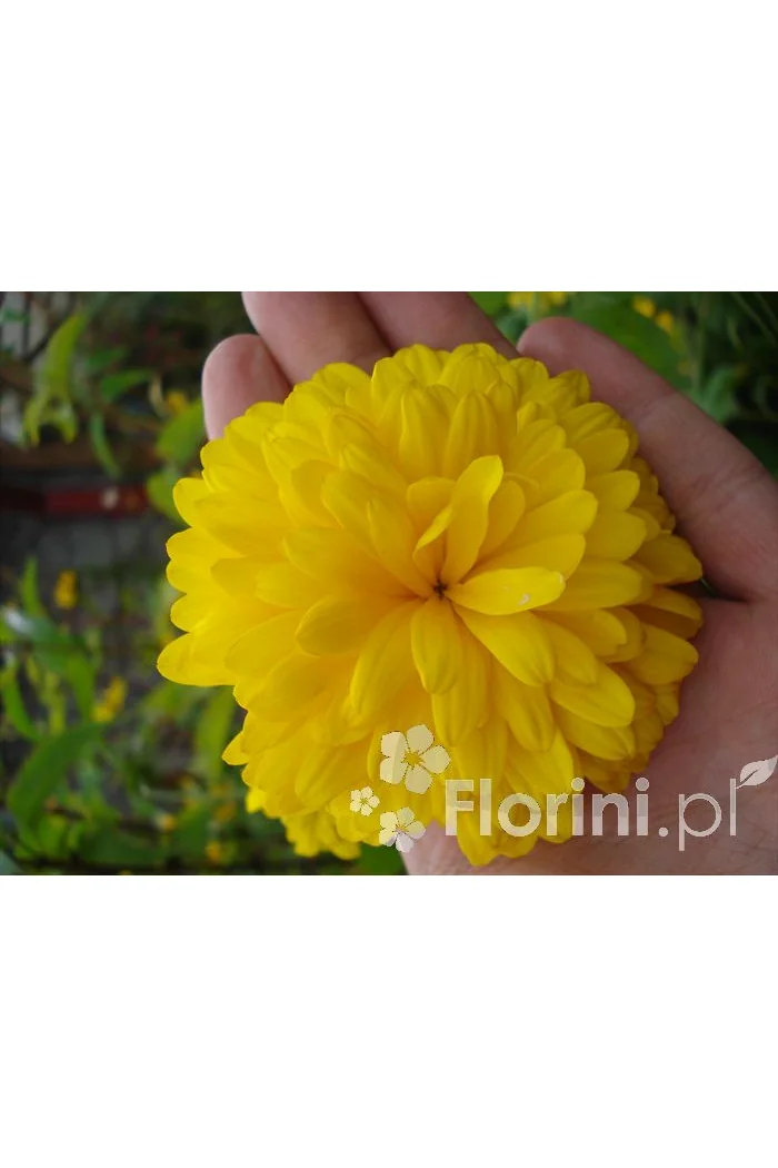 Rudbekia naga 'Goldquelle' Rudbeckia aciniata