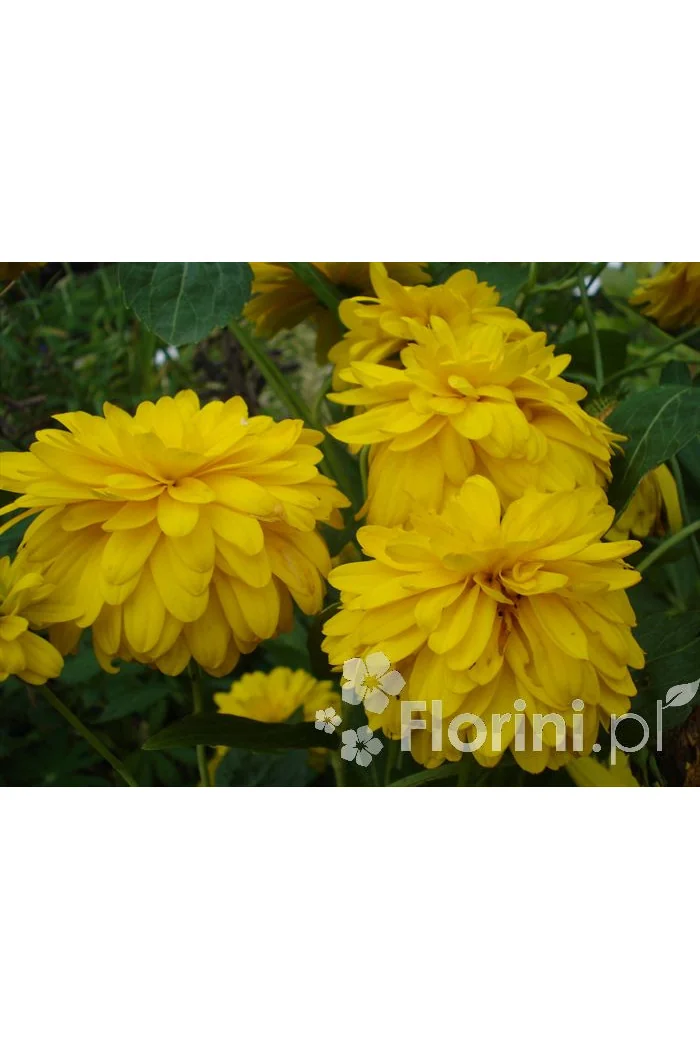 Rudbekia naga 'Goldquelle' Rudbeckia aciniata