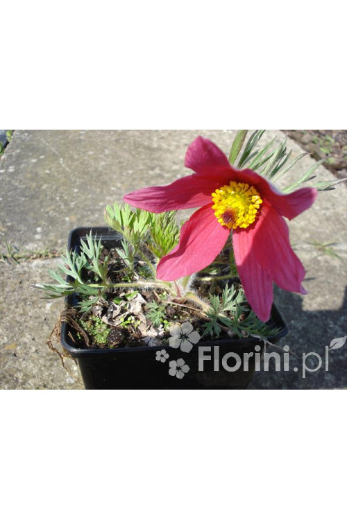 Sasanka 'Rote Glocke' Pulsatilla vulgaris