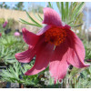 Sasanka 'Rote Glocke' Pulsatilla vulgaris