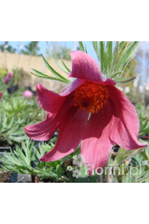 Sasanka 'Rote Glocke' Pulsatilla vulgaris