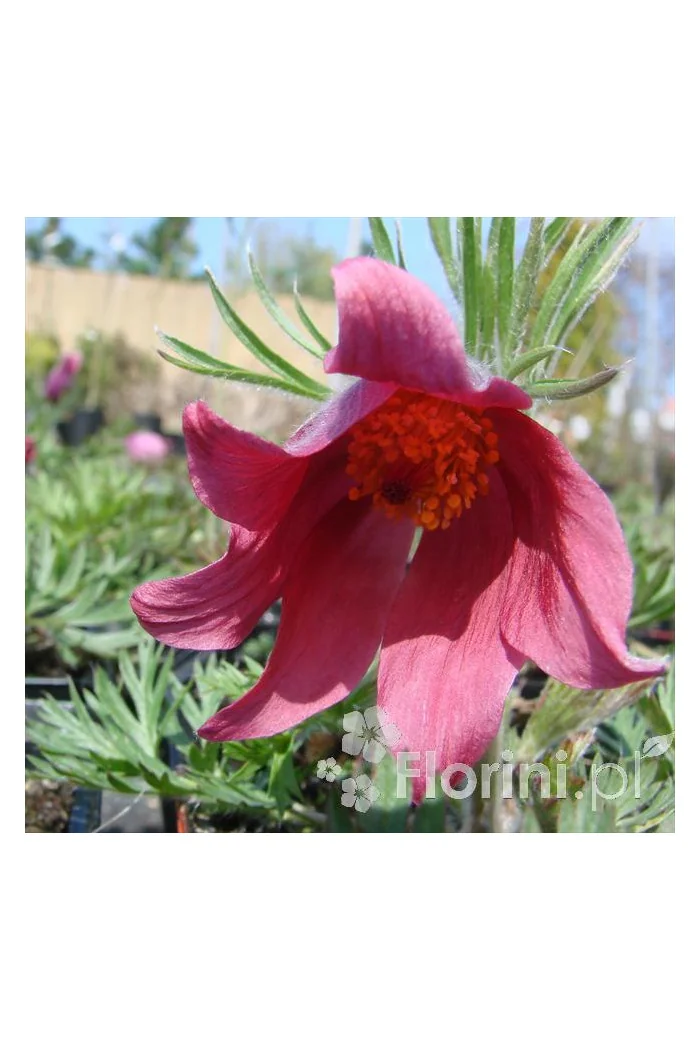 Sasanka 'Rote Glocke' Pulsatilla vulgaris
