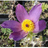 Sasanka niebieska Pulsatilla vulgaris