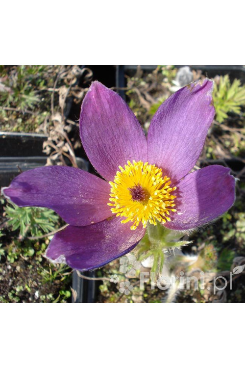 Sasanka niebieska Pulsatilla vulgaris