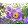 Sasanka niebieska Pulsatilla vulgaris