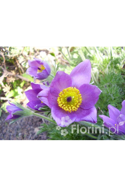 Sasanka niebieska Pulsatilla vulgaris
