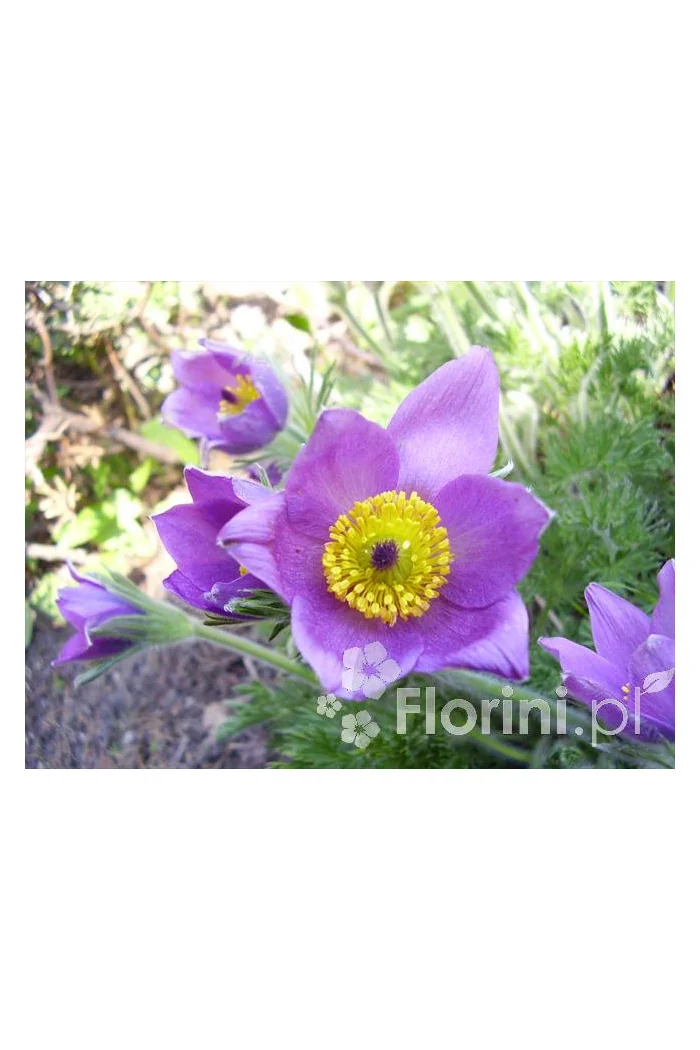 Sasanka niebieska Pulsatilla vulgaris