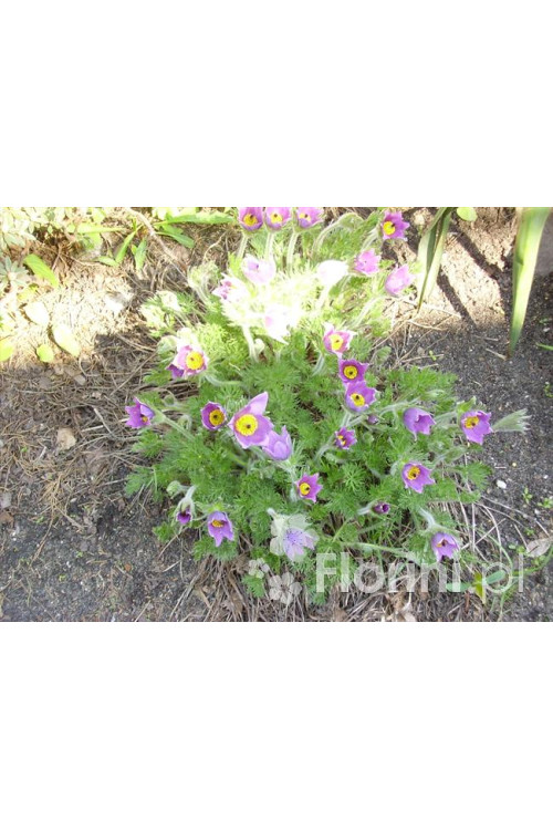 Sasanka niebieska Pulsatilla vulgaris